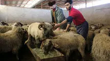 قیمت دام‌زنده در استان‌های مختلف؛ مافیای واردات اجازه کاهش قیمت را نمی‌دهند