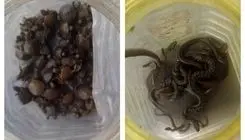 کشف لاک‌ پشتهای خزری و مارهای آبی در تهران + عکس 