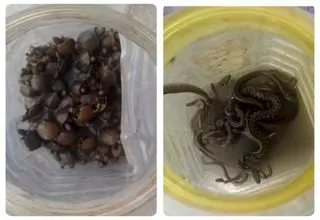 کشف لاک‌ پشتهای خزری و مارهای آبی در تهران + عکس 