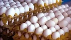 هر شانه تخم‌مرغ دو کیلوگرمی  ۴۵۰ هزار تومان؛ روند افزایشی ادامه دارد!