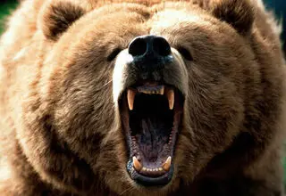 خرس به دو محیط بان حمله کرد 