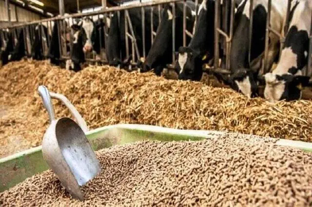 چالش سامانه بازارگاه برطرف شد؛ قیمت تخم‌مرغ پایین‌تر می‌آید