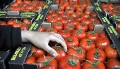 ممنوعیت صادرات گوجه فرنگی زراعی از سوی سازمان توسعه تجارت