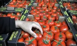 ممنوعیت صادرات گوجه فرنگی زراعی از سوی سازمان توسعه تجارت