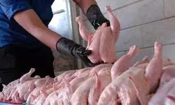دبیر فدراسیون طیور: مشکلی در تامین و توزیع مرغ نیست