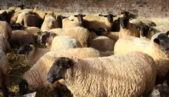 دام زنده امروز ۲۹ مهر ۱۴۰۴ چند؟