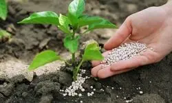 فاصله ۱۲۰ کیلوگرمی مصرف کود در ایران با استاندارد جهانی
