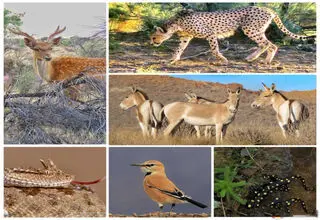سیستم پایش بیماری‌های حیات‌وحش برای نخستین بار در تهران راه‌اندازی شد
