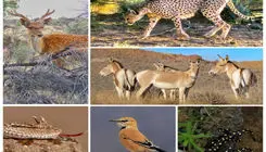 سیستم پایش بیماری‌های حیات‌وحش برای نخستین بار در تهران راه‌اندازی شد