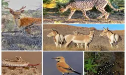 سیستم پایش بیماری‌های حیات‌وحش برای نخستین بار در تهران راه‌اندازی شد