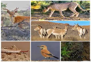 سیستم پایش بیماری‌های حیات‌وحش برای نخستین بار در تهران راه‌اندازی شد