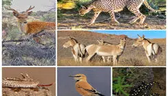 سیستم پایش بیماری‌های حیات‌وحش برای نخستین بار در تهران راه‌اندازی شد