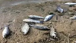 مرگ مشکوک بچه ماهی‌ها در میانکاله