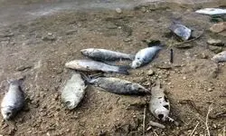 مرگ مشکوک بچه ماهی‌ها در میانکاله