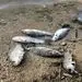 مرگ مشکوک بچه ماهی‌ها در میانکاله