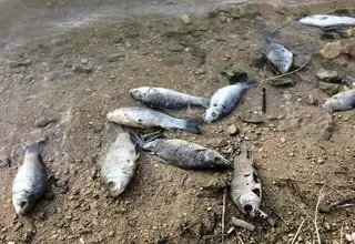 مرگ مشکوک بچه ماهی‌ها در میانکاله