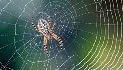 استفاده از تار عنکبوت به عنوان بانداژ در گذشته