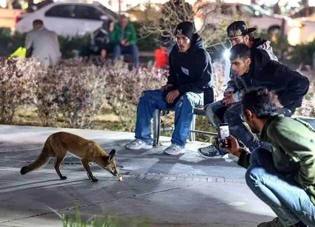 شب‌نشینی گربه، سگ و روباه در تهران/ جای آمار حیات وحش شهری در ایران خالی است