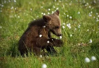 تداوم جستجو برای یافتن توله خرس گمشده پردیسان