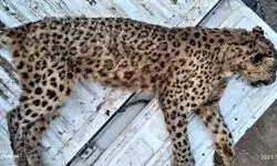 پلنگ ماده ایرانی در البرز تلف شد