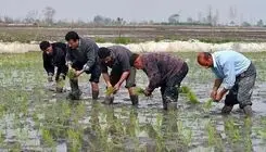 برنج تولید داخل با قیمت خرید توافقی از کشاورزان خریداری شد