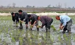 برنج تولید داخل با قیمت خرید توافقی از کشاورزان خریداری شد