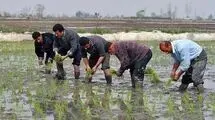 برنج تولید داخل با قیمت خرید توافقی از کشاورزان خریداری شد