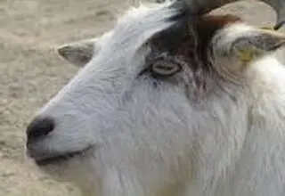 چرا بزها مردمک های مستطیلی شکل عجیبی دارند؟