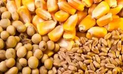 آغاز ثبت سفارش ذرت دامی و جو از دوشنبه ۱۰ آذرماه 