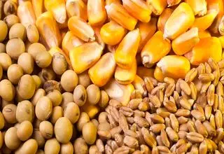 آغاز ثبت سفارش ذرت دامی و جو از دوشنبه ۱۰ آذرماه 