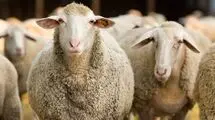 چرا تاکنون وعده های تامین نهاده محقق نشده است