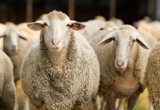 چرا تاکنون وعده های تامین نهاده محقق نشده است