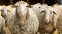 چرا تاکنون وعده های تامین نهاده محقق نشده است