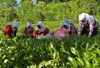 خرید ۲۵۶ تن برگ سبز چای از ابتدای اردیبهشت تاکنون