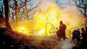 مافیای چوب پشت پرده آتش‌سوزی؟ 