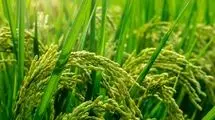 پرونده‌ای برای بررسی عاملان اعلام و تولید آمار غیر واقعی برنج تشکیل شود