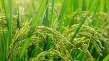 پرونده‌ای برای بررسی عاملان اعلام و تولید آمار غیر واقعی برنج تشکیل شود