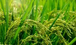 پرونده‌ای برای بررسی عاملان اعلام و تولید آمار غیر واقعی برنج تشکیل شود