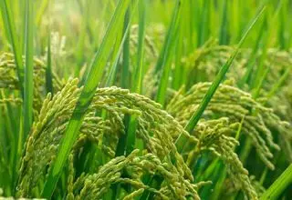 پرونده‌ای برای بررسی عاملان اعلام و تولید آمار غیر واقعی برنج تشکیل شود