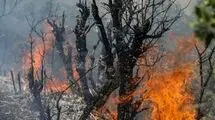 خاکسترنشینی جنگل‌های ایران پیش از فصل داغ/ چرا زاگرس در محاصره «آتش و بی‌تدبیری» است؟