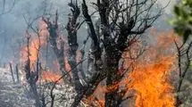 خاکسترنشینی جنگل‌های ایران پیش از فصل داغ/ چرا زاگرس در محاصره «آتش و بی‌تدبیری» است؟