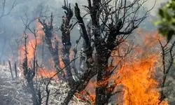 خاکسترنشینی جنگل‌های ایران پیش از فصل داغ/ چرا زاگرس در محاصره «آتش و بی‌تدبیری» است؟
