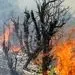 خاکسترنشینی جنگل‌های ایران پیش از فصل داغ/ چرا زاگرس در محاصره «آتش و بی‌تدبیری» است؟