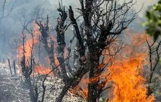 خاکسترنشینی جنگل‌های ایران پیش از فصل داغ/ چرا زاگرس در محاصره «آتش و بی‌تدبیری» است؟