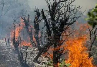 خاکسترنشینی جنگل‌های ایران پیش از فصل داغ/ چرا زاگرس در محاصره «آتش و بی‌تدبیری» است؟