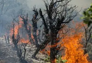 خاکسترنشینی جنگل‌های ایران پیش از فصل داغ/ چرا زاگرس در محاصره «آتش و بی‌تدبیری» است؟