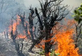 خاکسترنشینی جنگل‌های ایران پیش از فصل داغ/ چرا زاگرس در محاصره «آتش و بی‌تدبیری» است؟