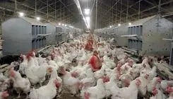 کاهش ۳ درصدی عرضه گوشت انواع طیور در کشتارگاه‌های رسمی