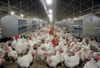 کاهش ۳ درصدی عرضه گوشت انواع طیور در کشتارگاه‌های رسمی