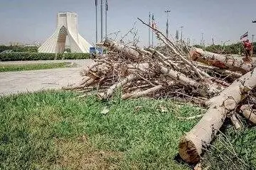 علت جابهجایی درختان میدان آزادی مشخص شد؟